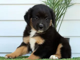 Miniature Australian Shepherd dogs for sale: Tanner - Ad 1