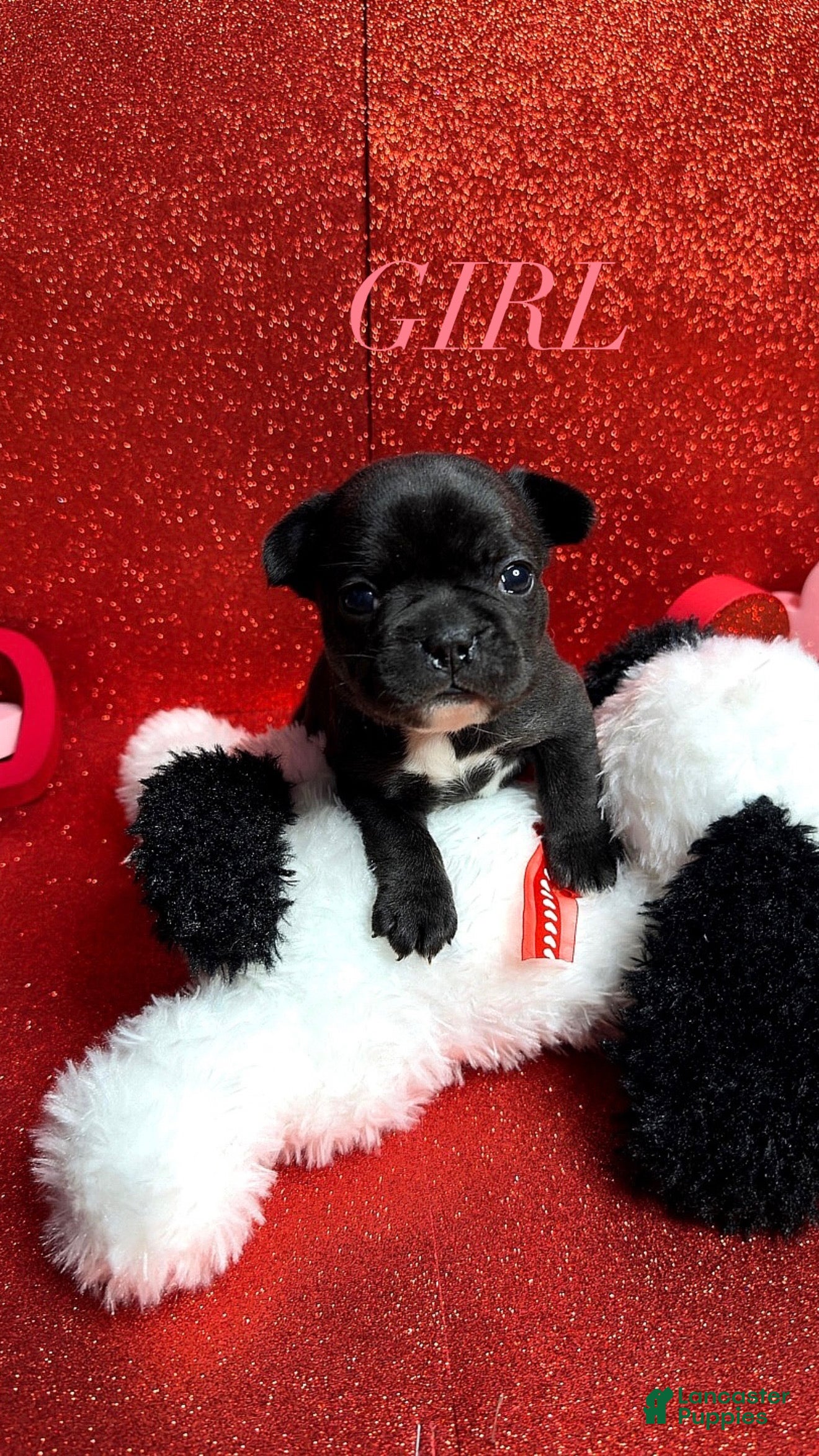 French Bulldog dogs Daisy - Ad 9