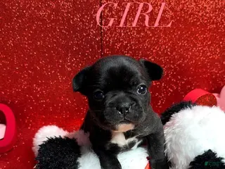 French Bulldog dogs Daisy - Ad 9