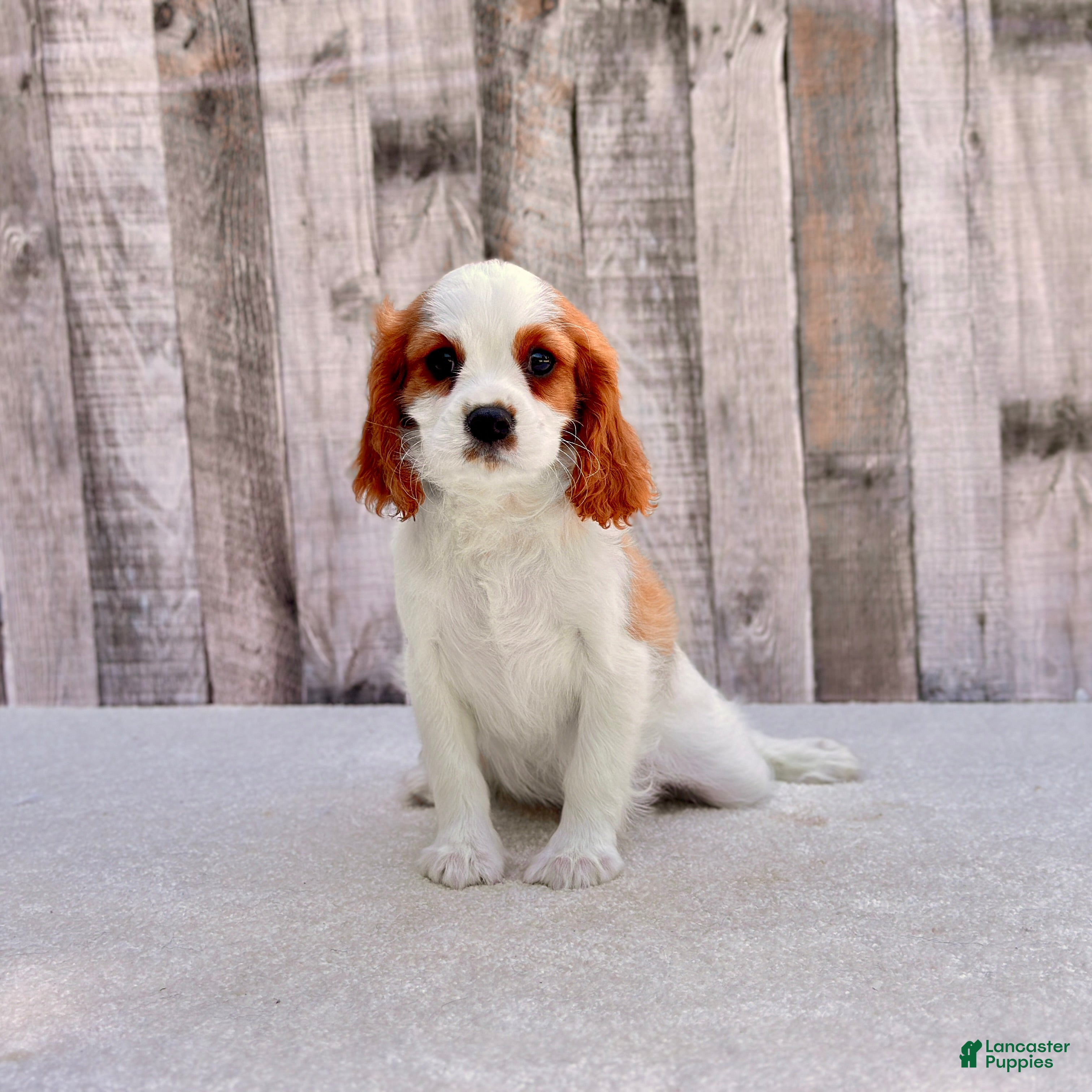 Cavalier King Charles Spaniel dogs Otis - Ad 2