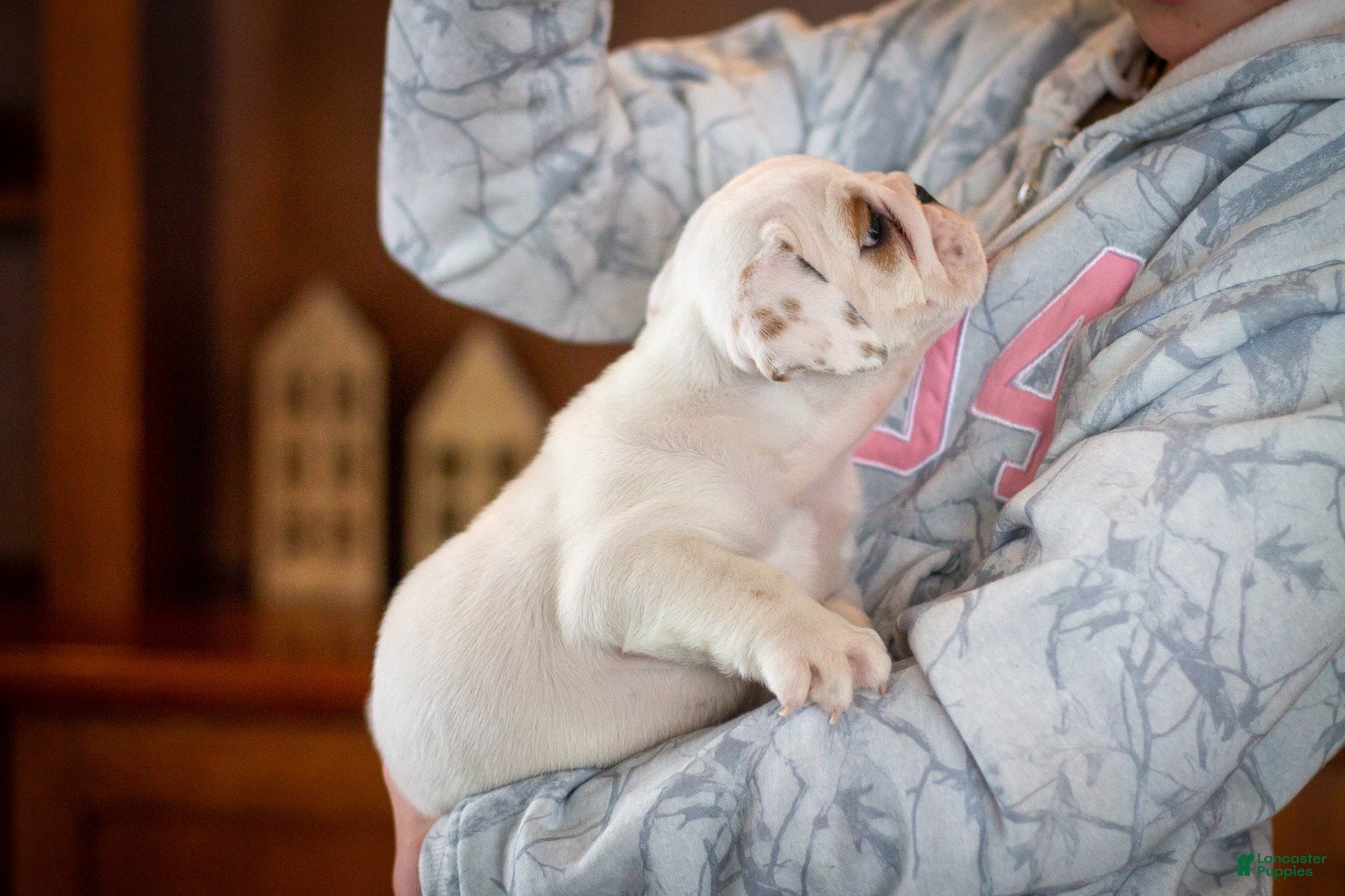 English Bulldog dogs Penelope - Ad 2