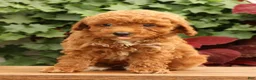 Miniature Poodle dogs for sale: Shawn - Ad 2
