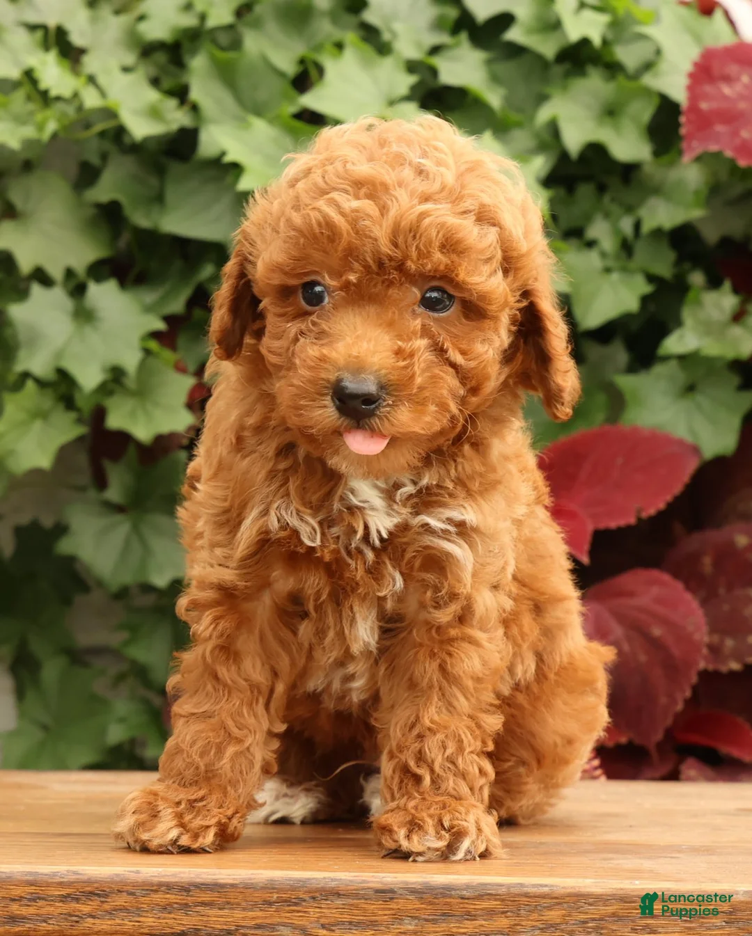 Miniature Poodle dogs for sale: Shawn - Ad 2