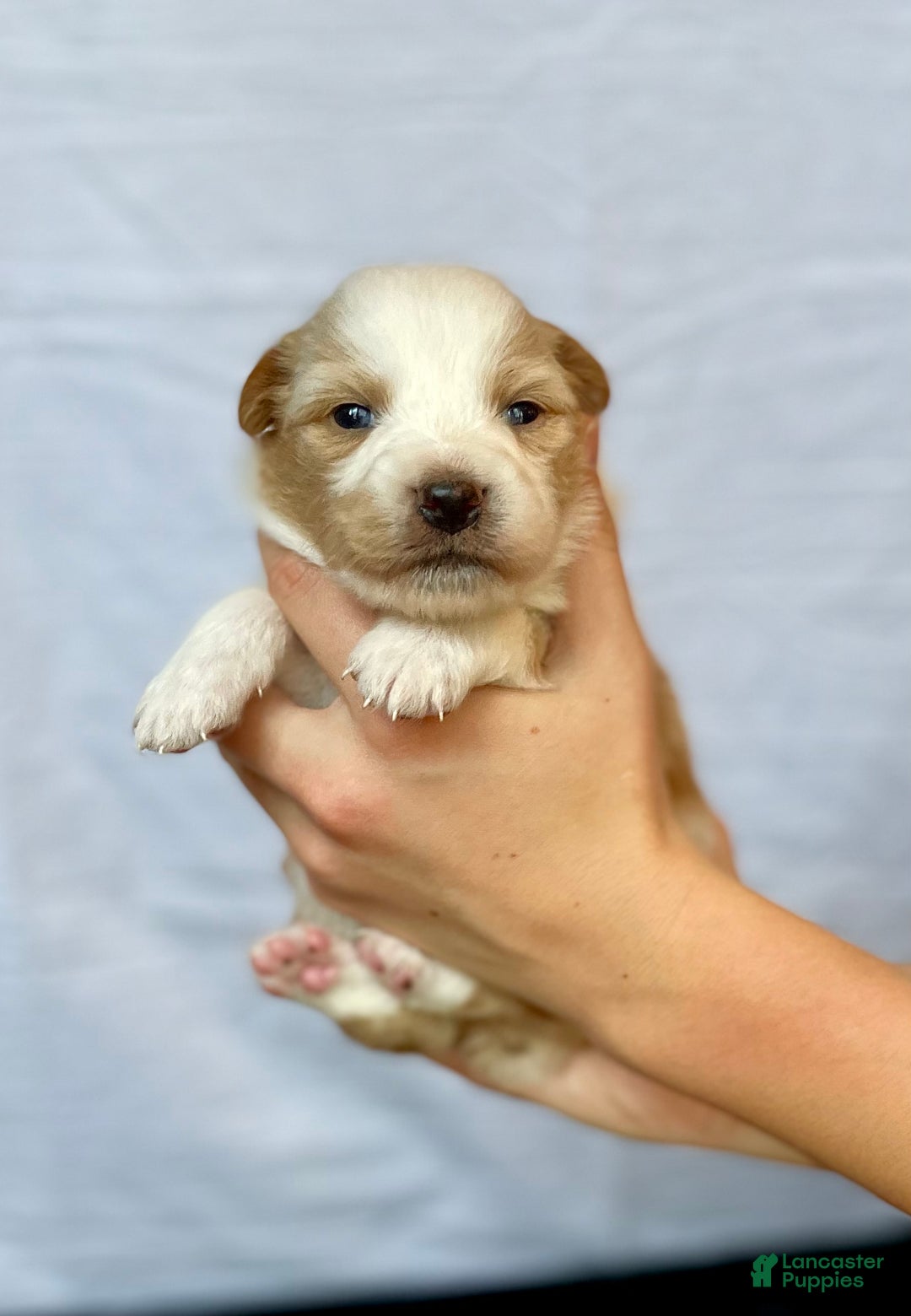 Australian Shepherd dogs for sale: Chance - Ad 12