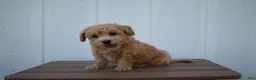 Bichpoo dogs for sale: Kevin 🐶✨ - Ad 23