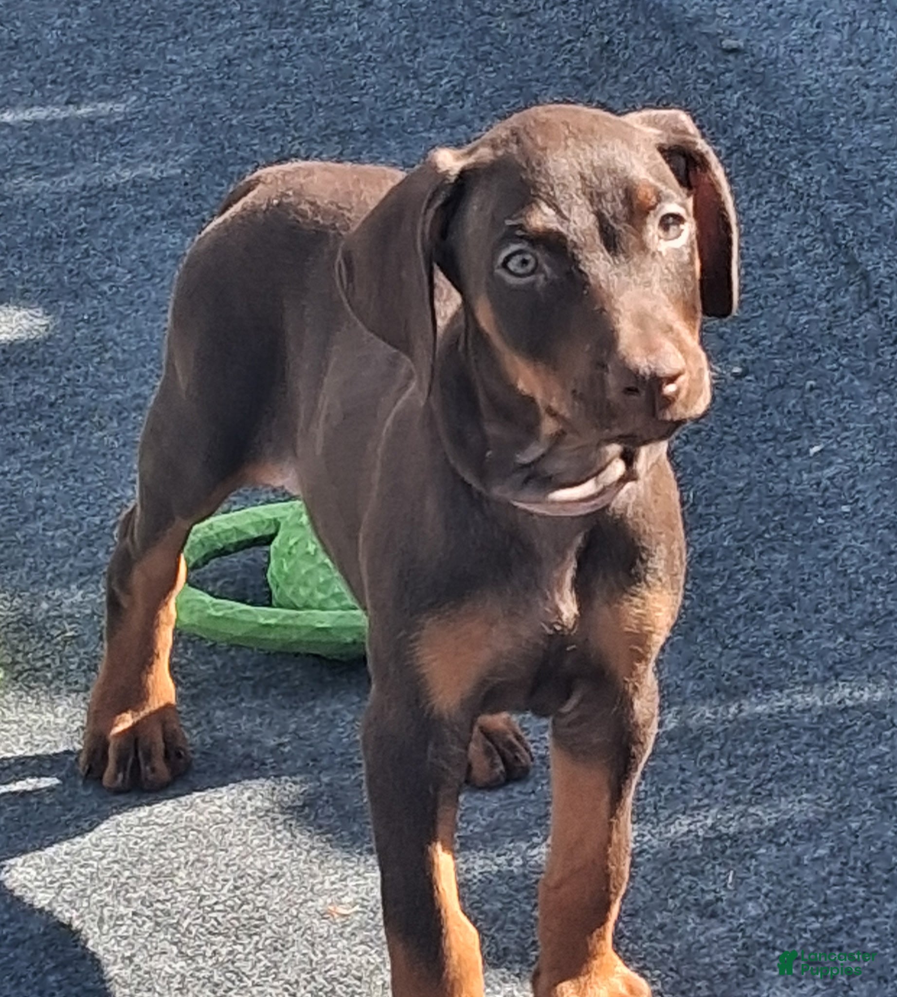 Doberman Pinscher dogs Doberman Pinscher Puppy 2 - Ad 1
