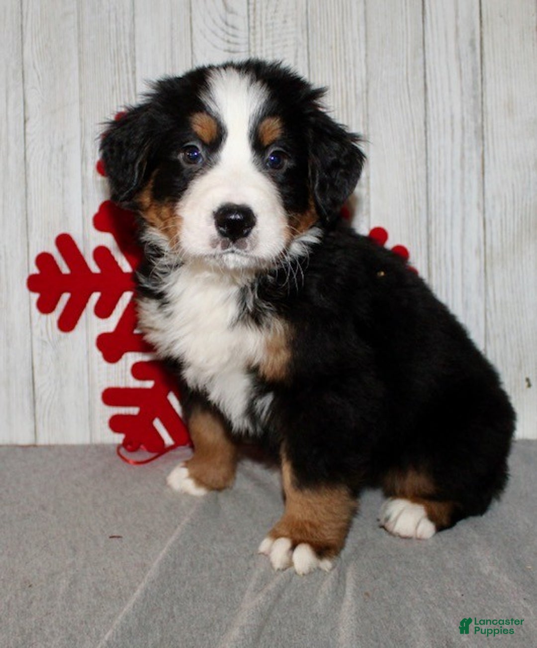 Bernese Mountain Dog dogs for sale: Leo - Ad 5