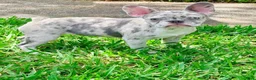 French Bulldog dogs for sale: Cali - Ad 2