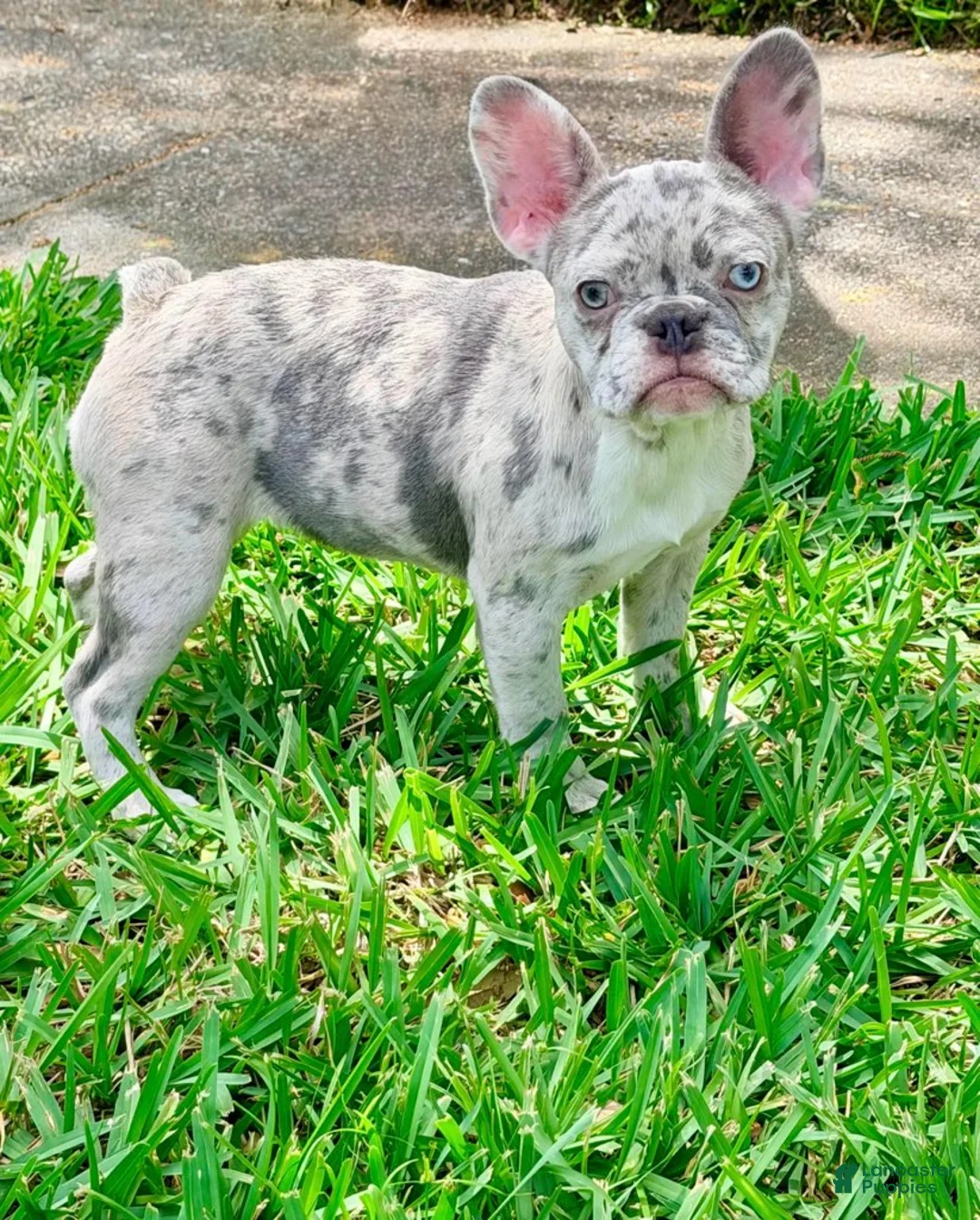 French Bulldog dogs for sale: Cali - Ad 2