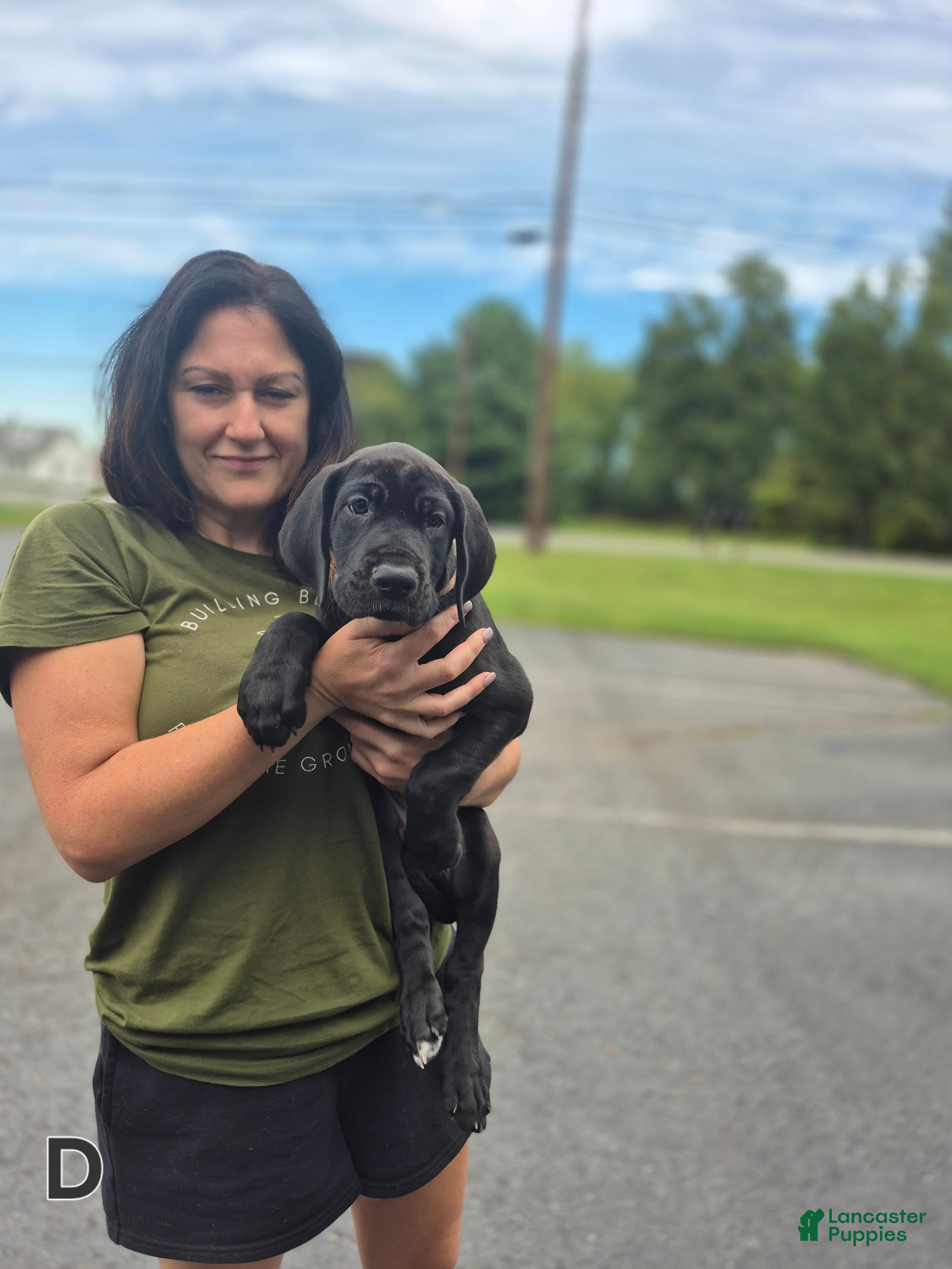Great Dane dogs Diva Denise - Ad 16