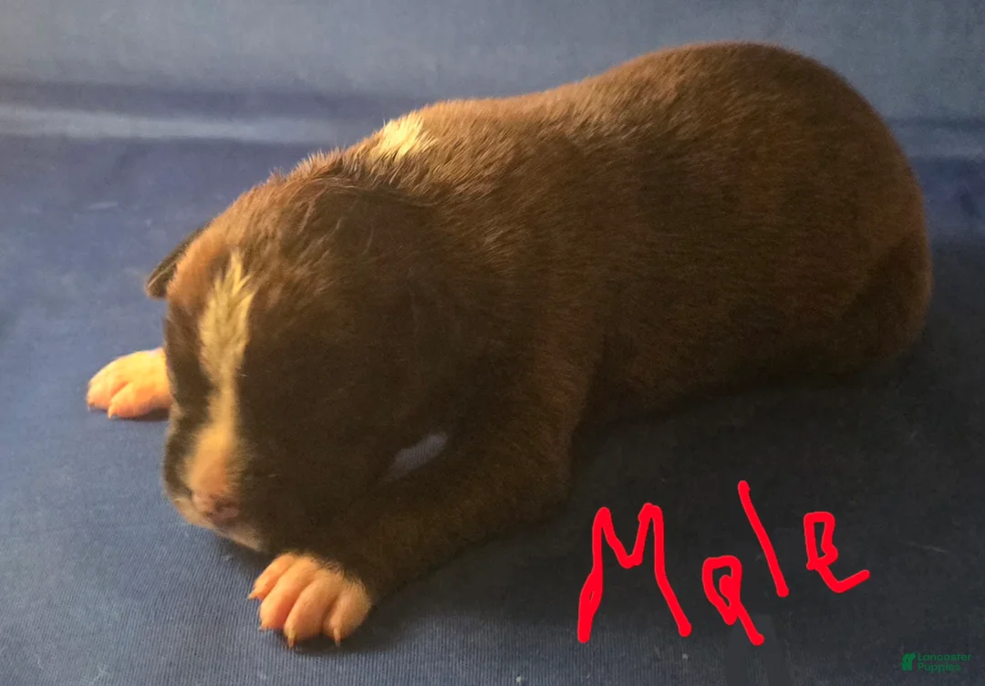 Boxer dogs for sale: Boxer Puppy 7 - Ad 1