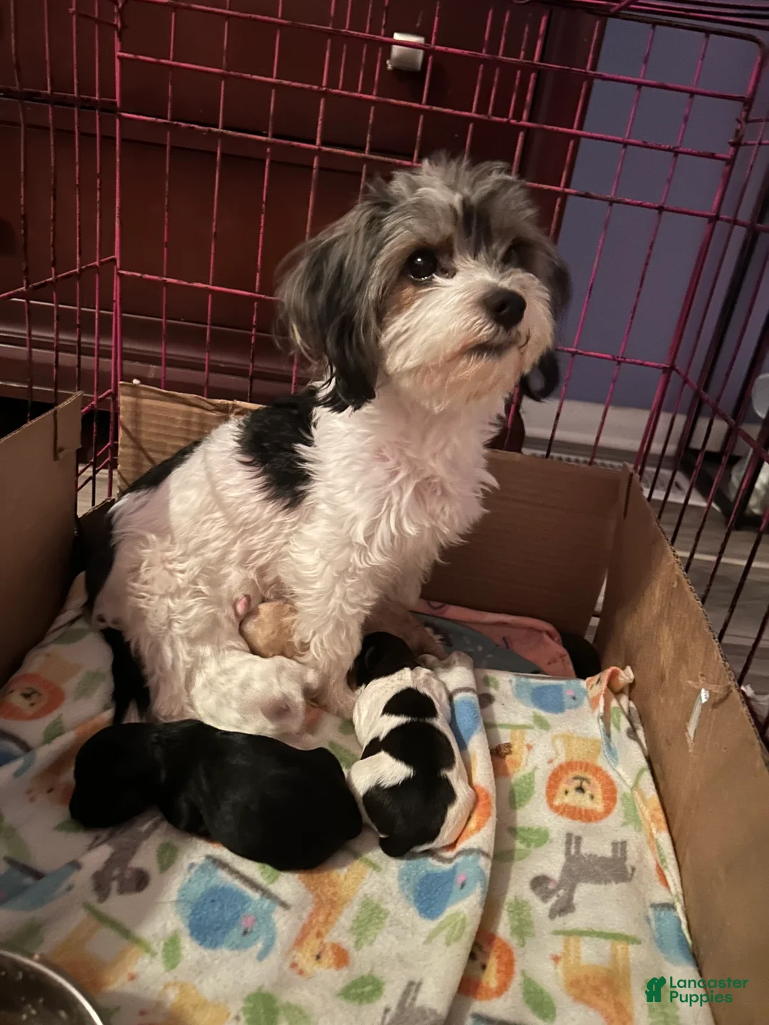 Maltipoo dogs for sale: Maltipoo Puppy 1 - Ad 2