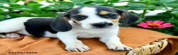 Beagle dogs for sale: Hannah - Ad 3