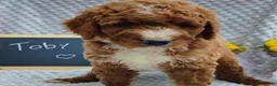 Mini Goldendoodle dogs for sale: Toby - Ad 2