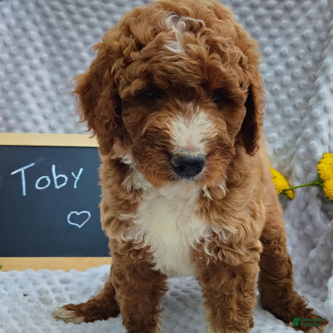 Mini Goldendoodle dogs for sale: Toby - Ad 2