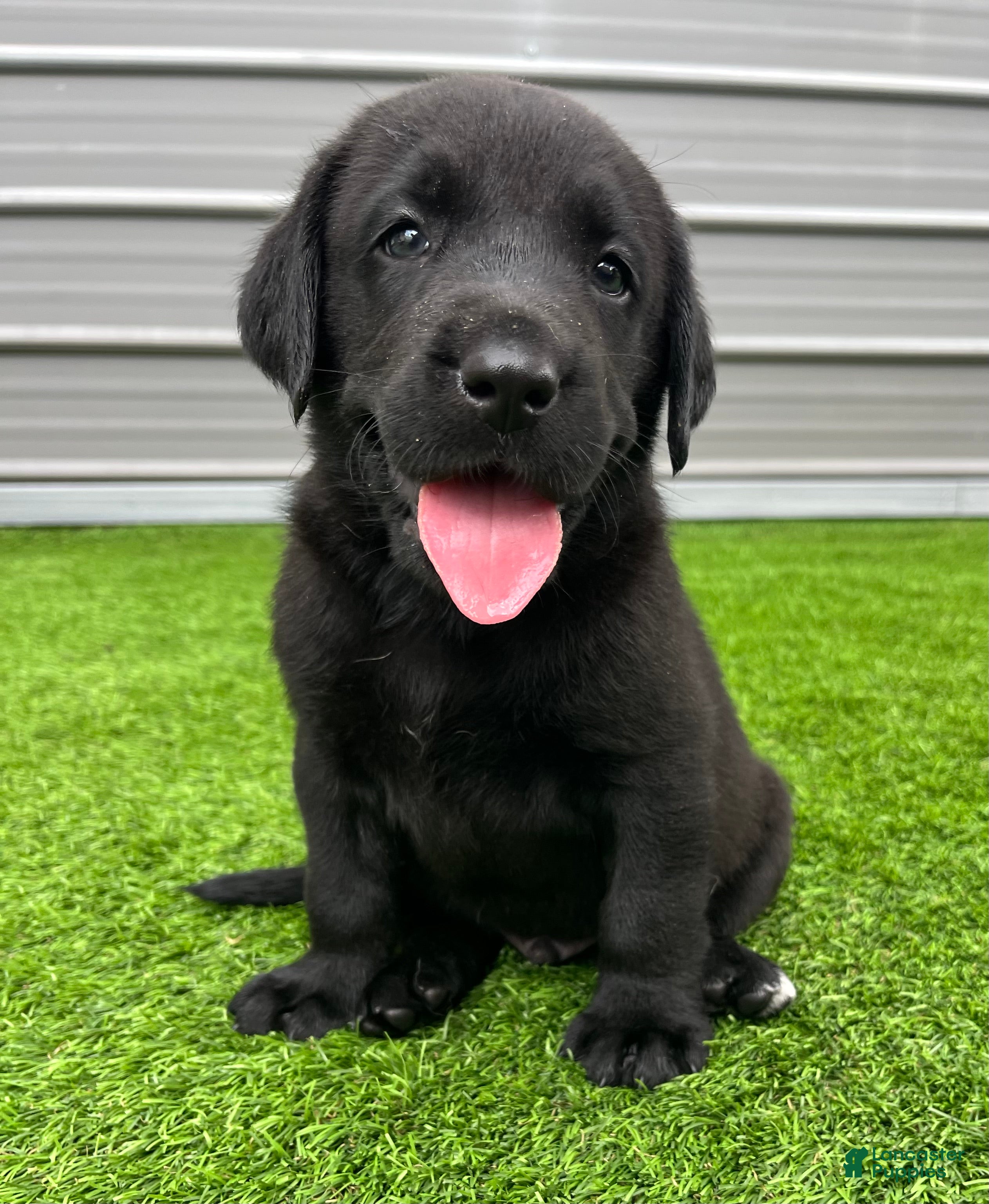 Labrador Retriever dogs for sale: Rye Black Male (White Toe. - Ad 2