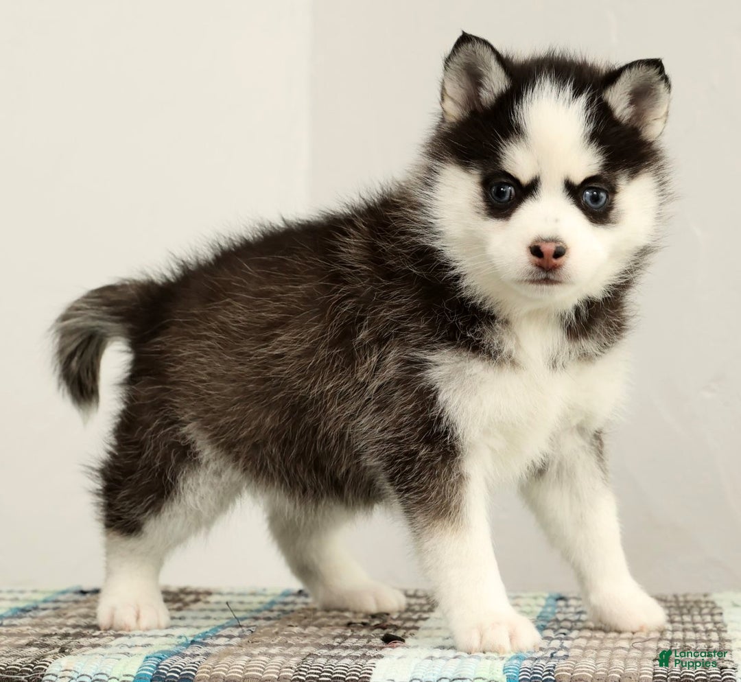 Pomsky dogs for sale: Tara - Ad 3