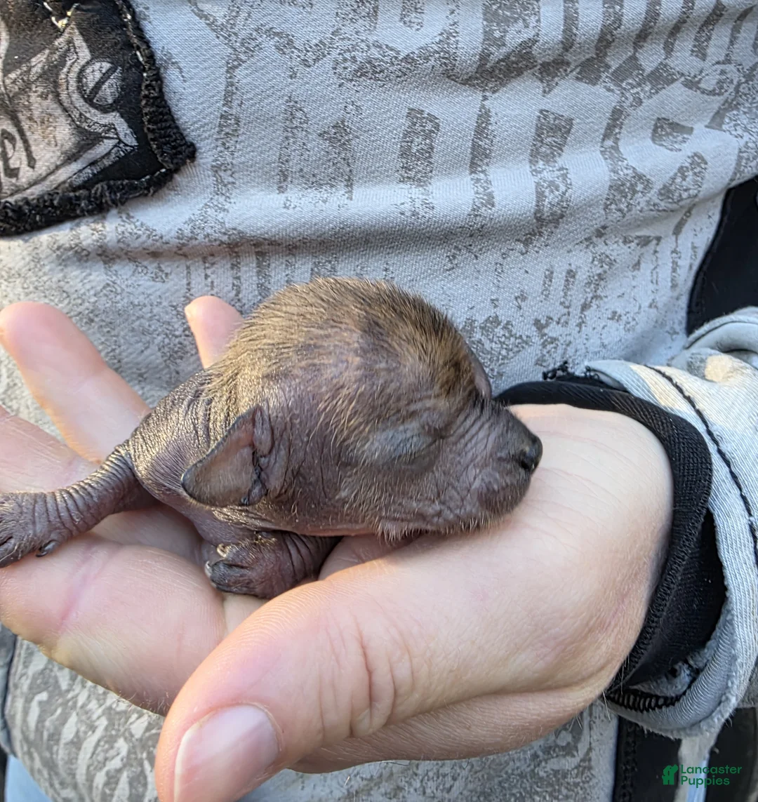 Mixed Breed dogs for sale: Unique Brindle  - Ad 2