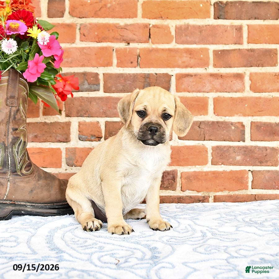 Puggle dogs Taylor - Ad 2