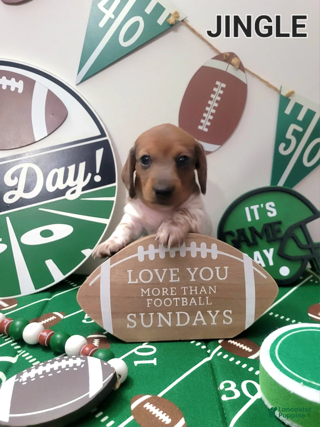 Miniature Dachshund dogs for sale: Jingle Miniature Dachshund Puppy 1 - Ad 2