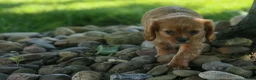 Cavalier King Charles Spaniel dogs for sale: Ford 💙 - Ad 4