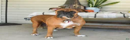 Boxer dogs for sale: Misty - Ad 6