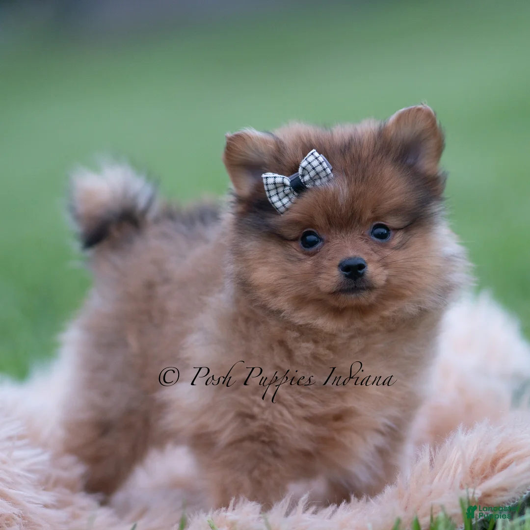 Pomeranian dogs for sale: Fuego - Ad 2