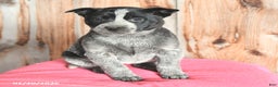 Australian Cattle Dog dogs for sale: Missy - Ad 1