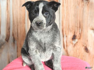 Australian Cattle Dog dogs Missy - Ad 7