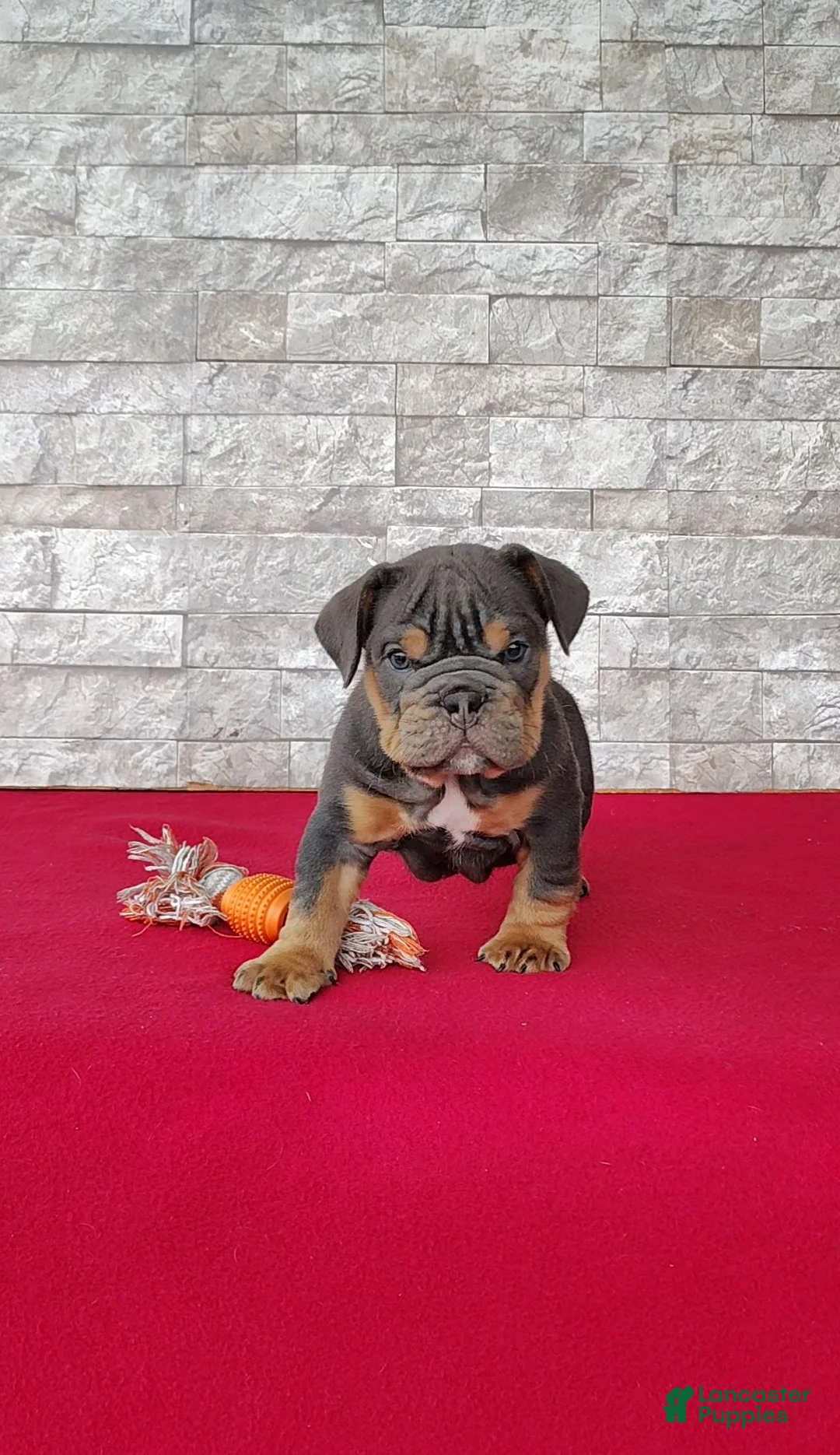 English Bulldog dogs for sale: Damien - Ad 1