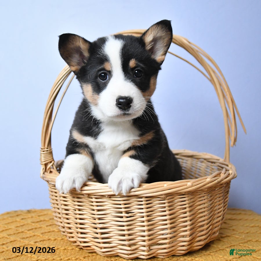 Welsh Corgi Pembroke dogs Laykin - Ad 1