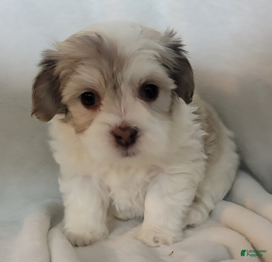Mixed Breed dogs for sale: 2 clover - Ad 5