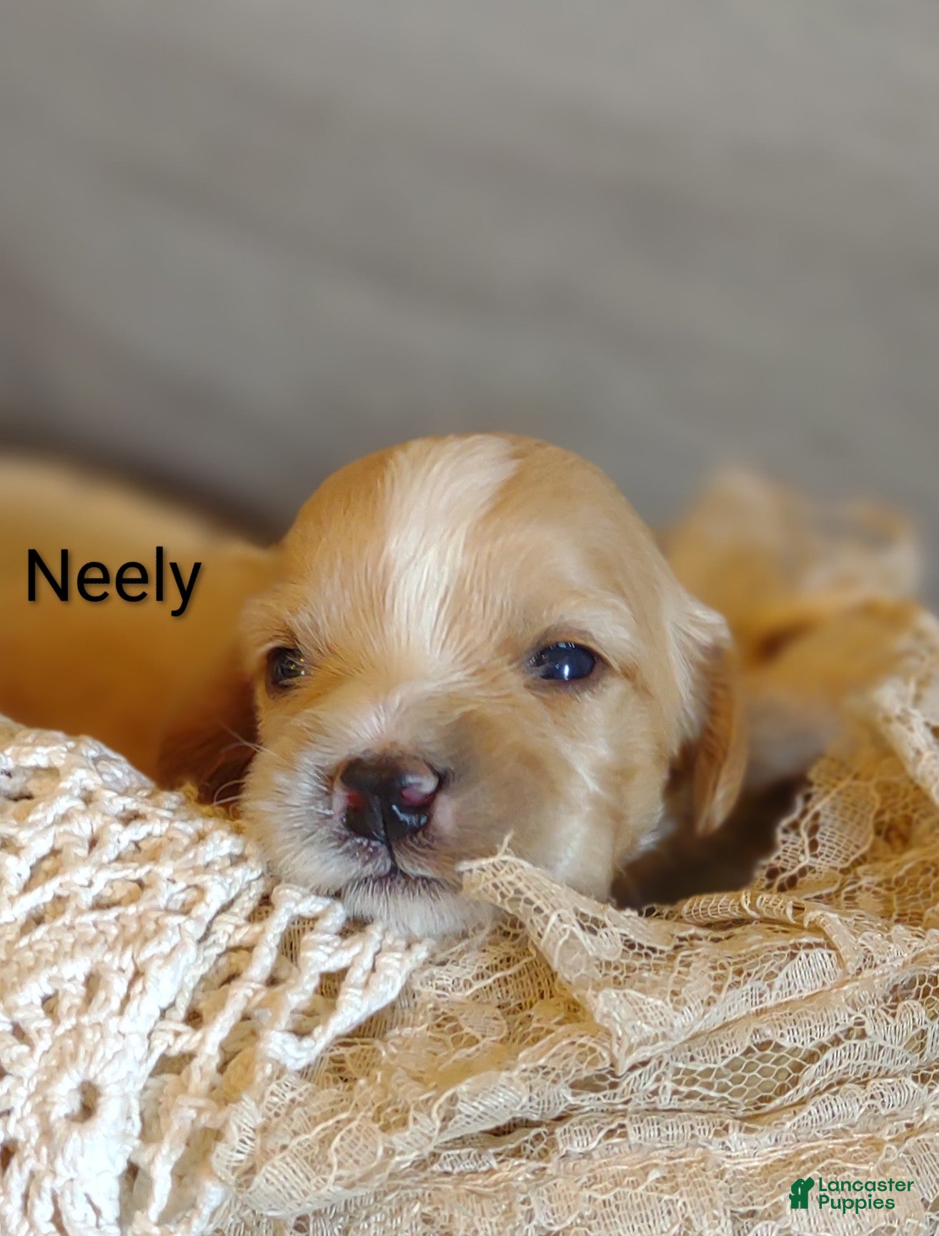 Cavachon dogs Cavachon Puppy 2 Neely  - Ad 2