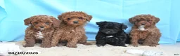 Yorkiepoo dogs for sale: Charm  - Ad 3