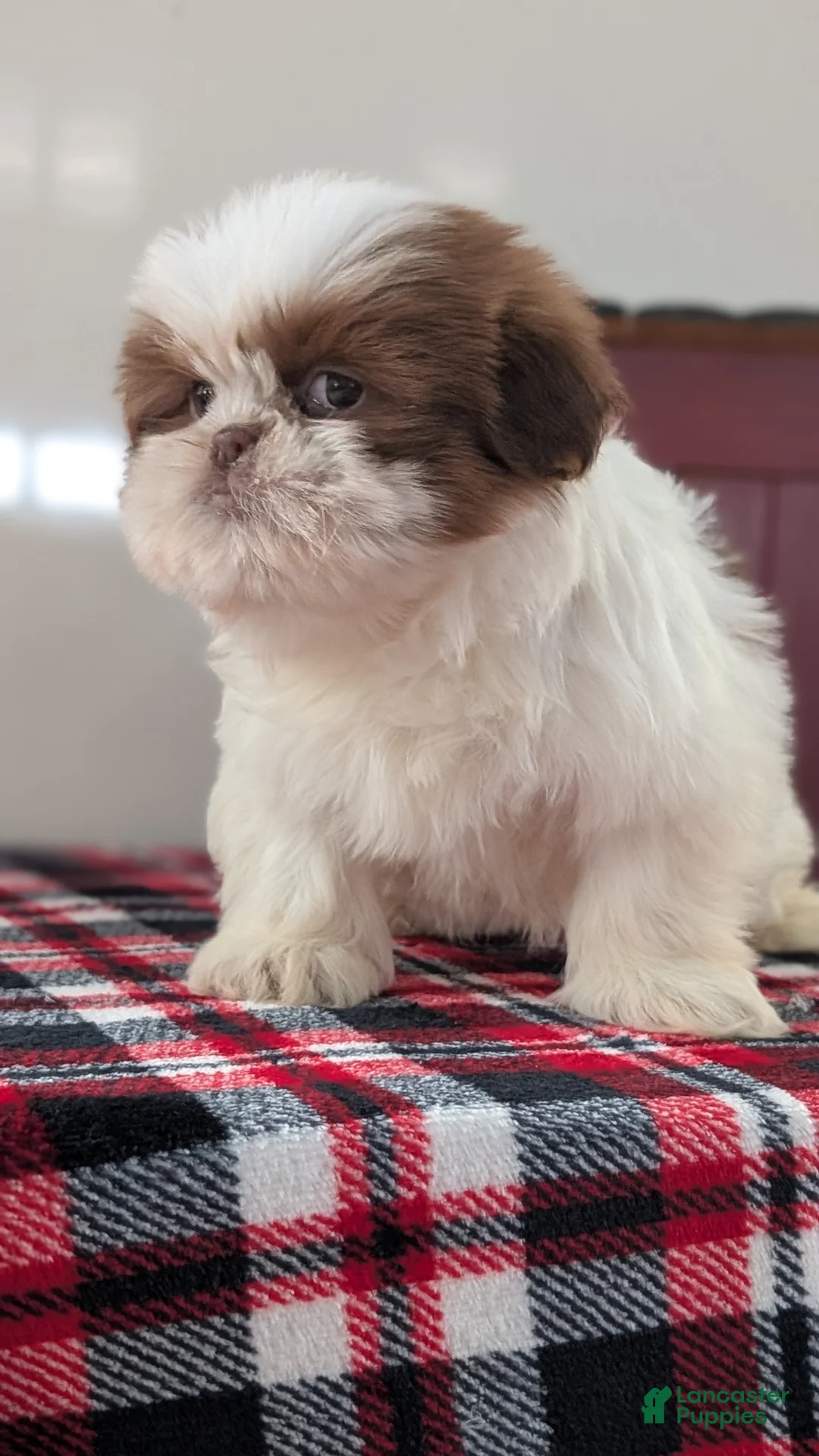 Shih Tzu dogs for sale: Chief - Ad 3