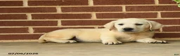Labrador Retriever dogs for sale: Barbie - Ad 3