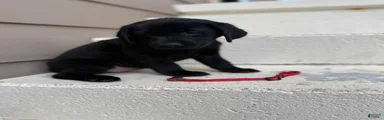 Duchess (Pink)