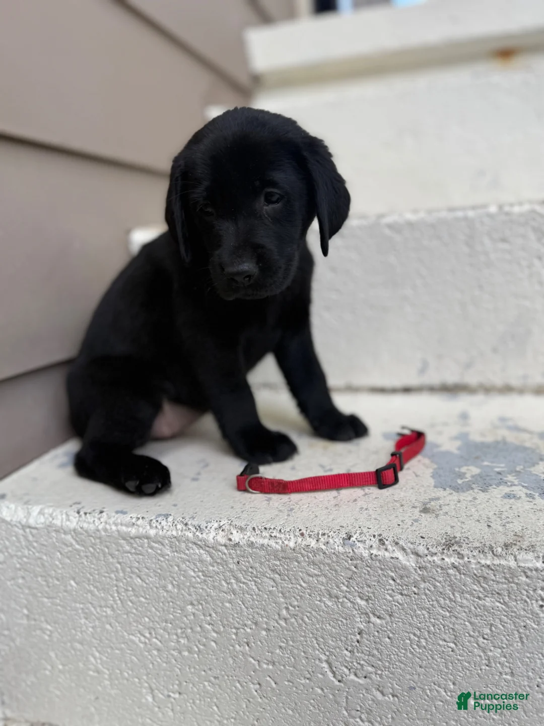 Labrador Retriever dogs for sale: Duchess (Pink) - Ad 1