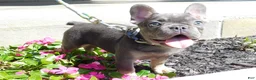 French Bulldog dogs for sale: French Bulldog 1 - Ad 12
