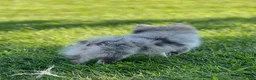 Pomeranian dogs for sale: Bluey - Ad 6