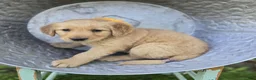 Golden Retriever dogs for sale: Tammy - Ad 3