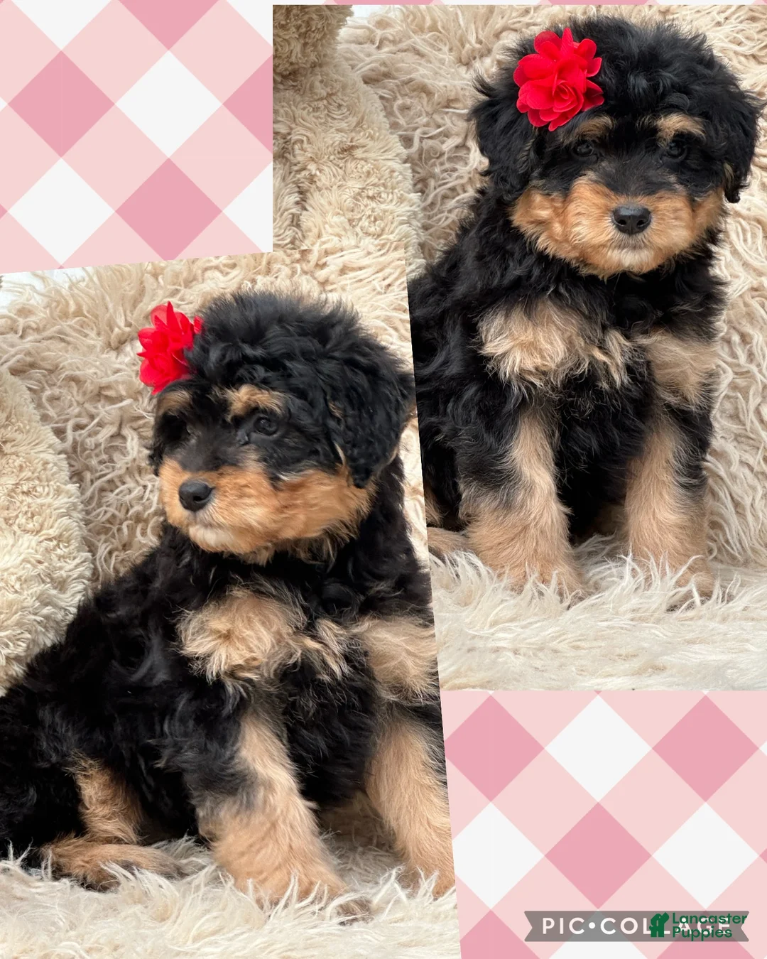 Aussiedoodle dogs for sale: Laney - Ad 6