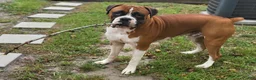 Boxer dogs for sale: DAYELA - Ad 7