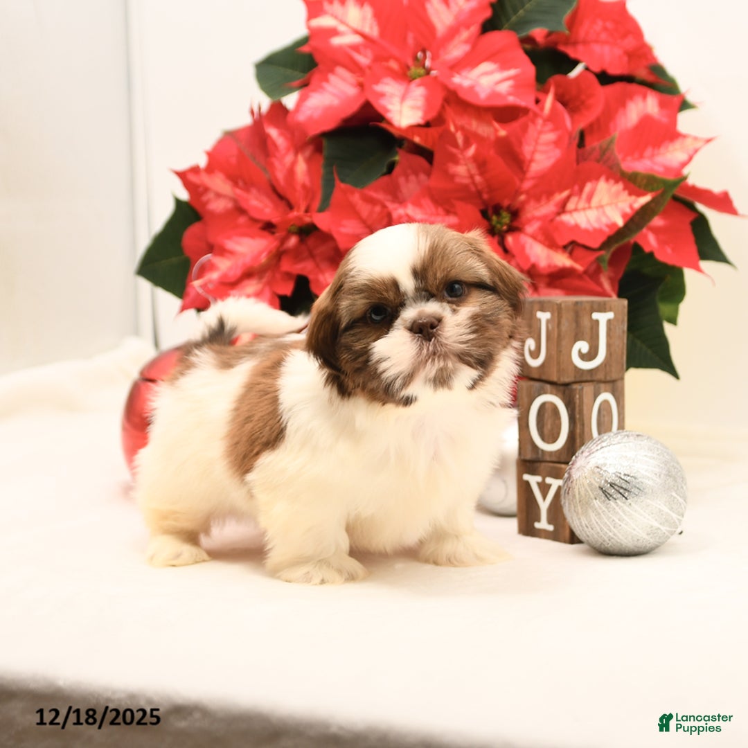 Shih Tzu dogs for sale: Sparkle - Ad 2