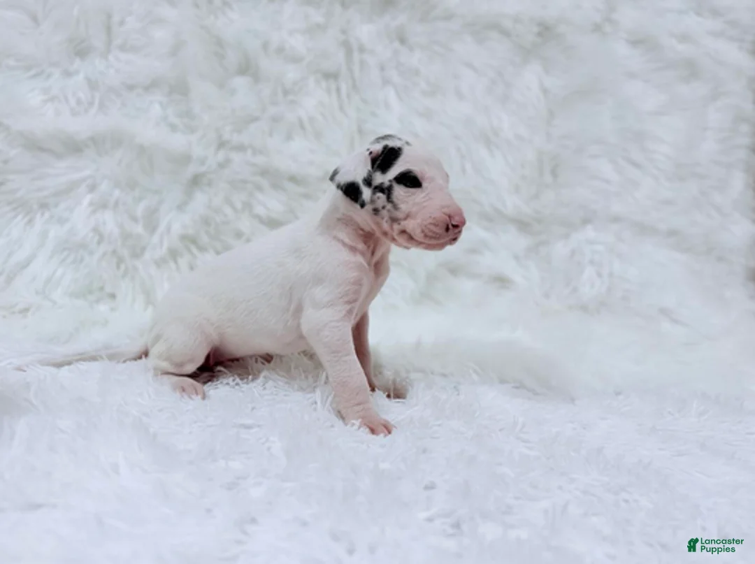 Great Dane dogs for sale: Eleven - Ad 8