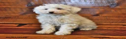 Miniature Poodle dogs for sale: Cotton Ball - Ad 2