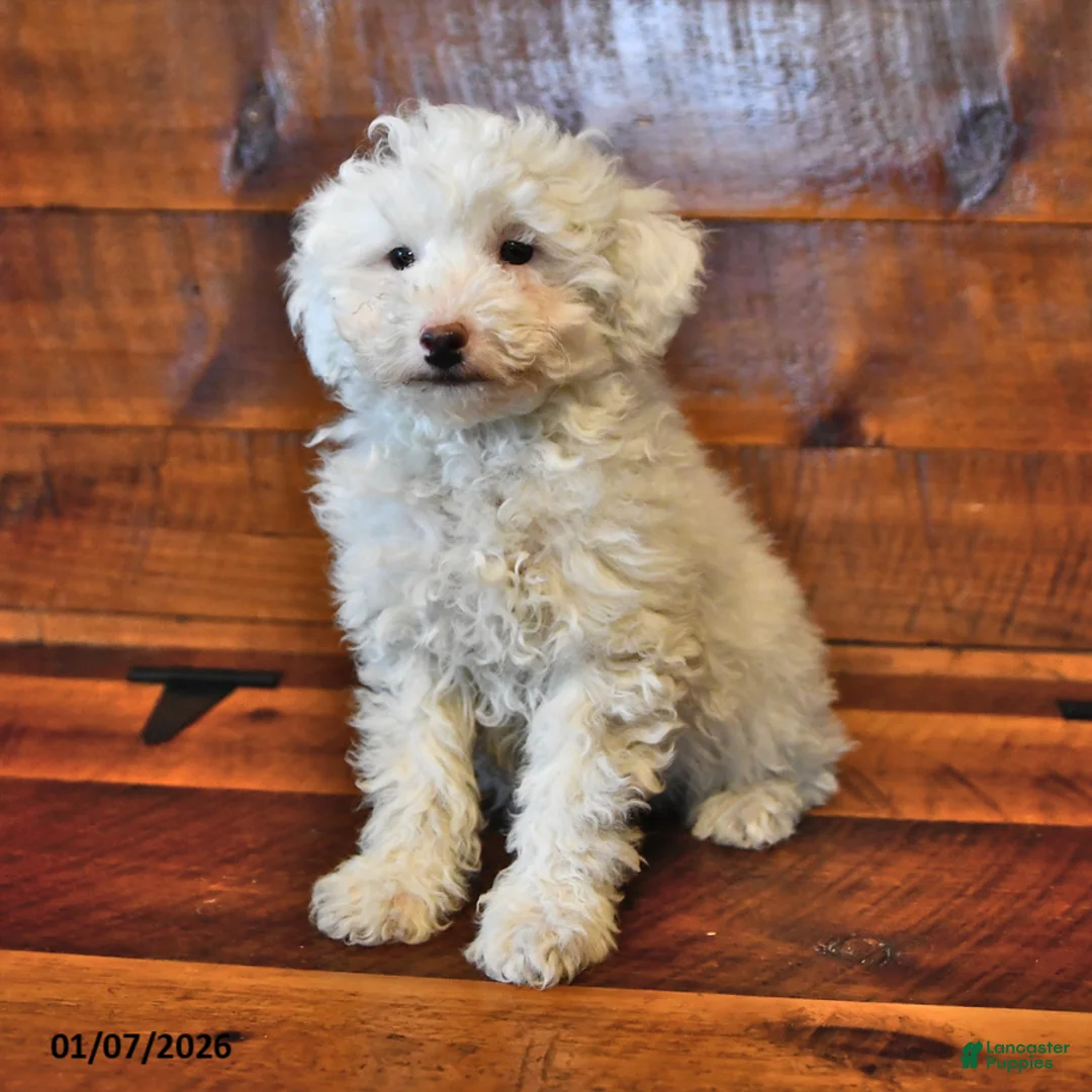 Miniature Poodle dogs for sale: Cotton Ball - Ad 2