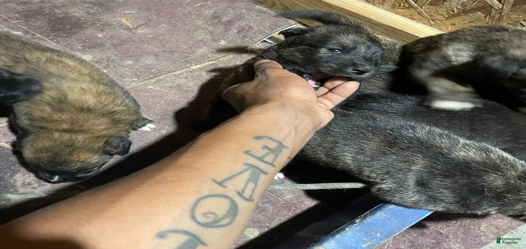 Gallery Image {{count}}