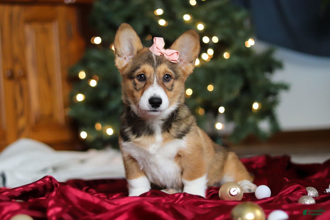 Welsh Corgi Pembroke dogs for sale: Candy - Ad 2