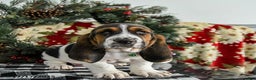 Basset Hound dogs for sale: Freddie - Ad 3
